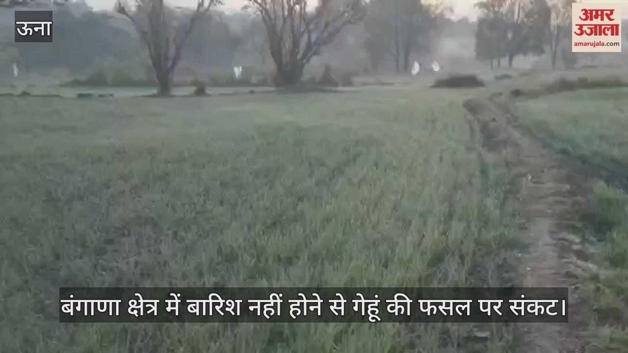 Wheat crop in danger due to lack of rain in Bangana region