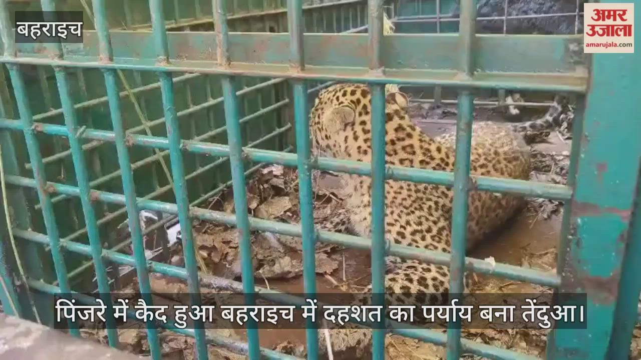 पिंजरे में कैद हुआ बहराइच में दहशत का पर्याय बना तेंदुआ