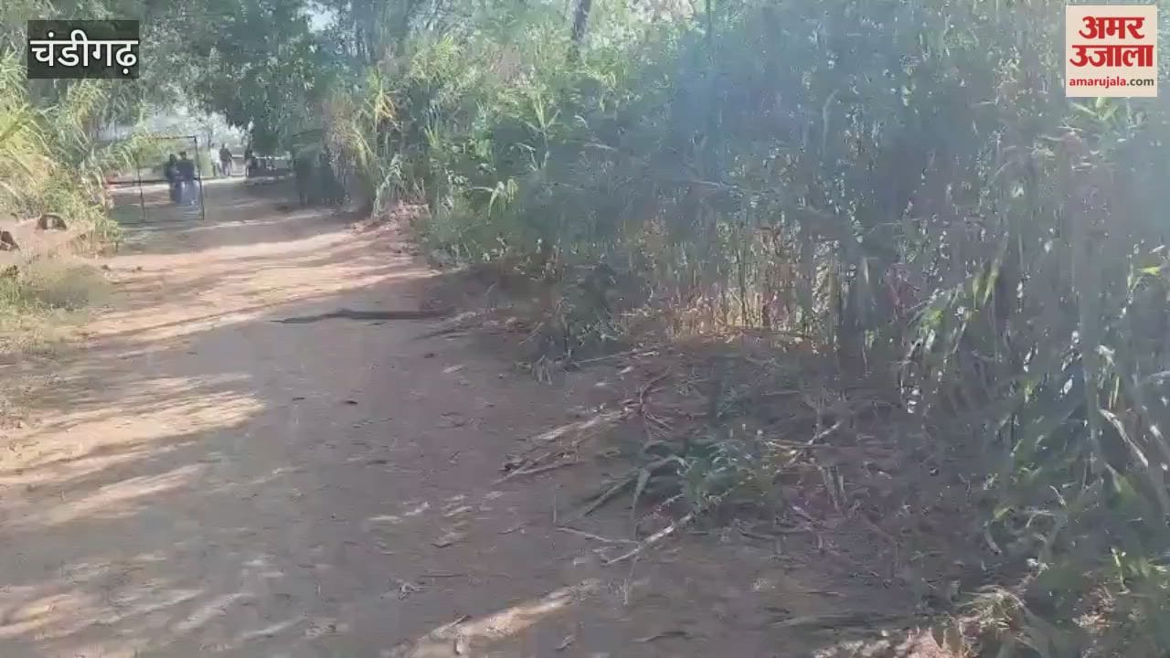 An eight-foot-long python was spotted near Sukhna Lake in Chandigarh.