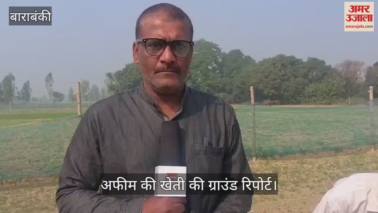 खेतों में उग आया काला सोना, 4980 किसान होंगे मालामाल, देखिए कैसे होती है अफीम की खेती