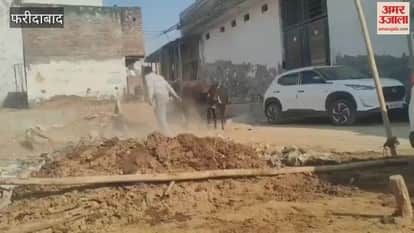 man tied up a cow and beat it In Faridabad