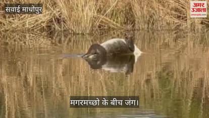 Sawai Madhopur News: Tourists witnessed a fight between crocodiles in Ranthambore Tiger Reserve.