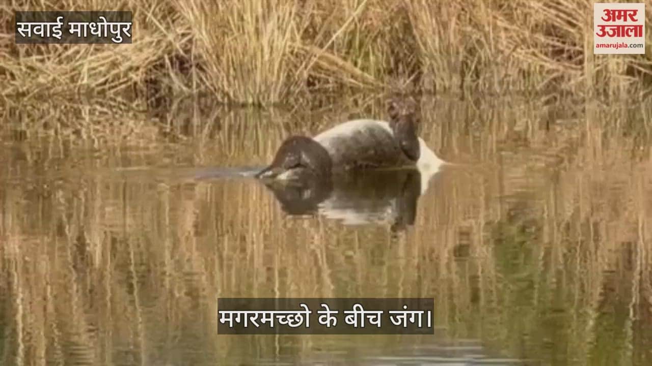 Sawai Madhopur News: Tourists witnessed a fight between crocodiles in Ranthambore Tiger Reserve.