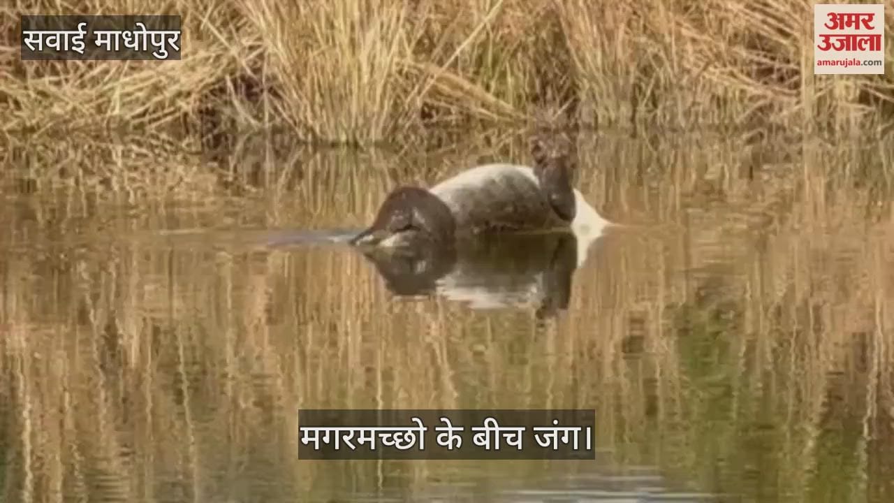 Sawai Madhopur News: Tourists witnessed a fight between crocodiles in Ranthambore Tiger Reserve.