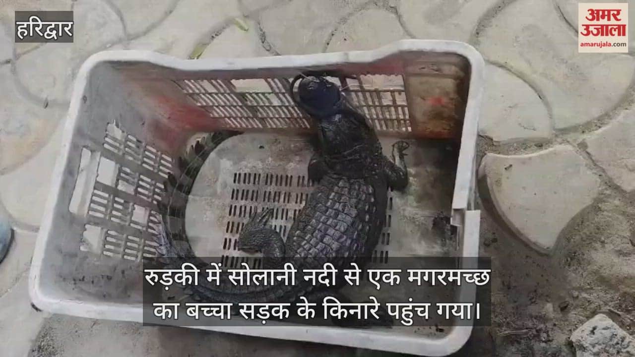 A baby crocodile emerged from the Solani River, causing panic and attracting a large crowd of people.