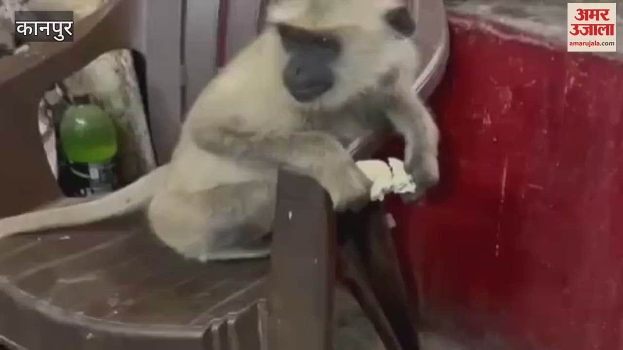 shivering monkey approached a hotel furnace, ran away after warming itself with the fire