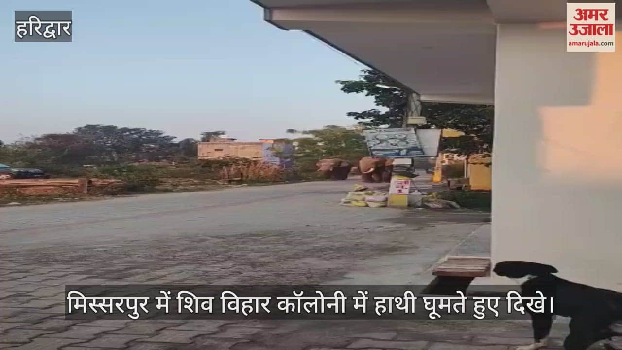 Elephants were seen roaming in Shiv Vihar Colony in Haridwar Missarpur