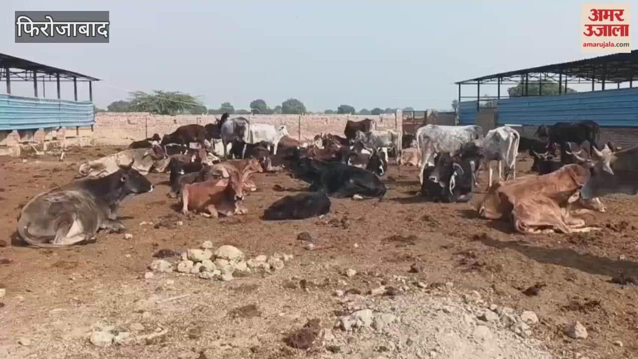 Cows in Shekhanpur Gaushala Fed Dry Fodder in the Name of Green Fodder