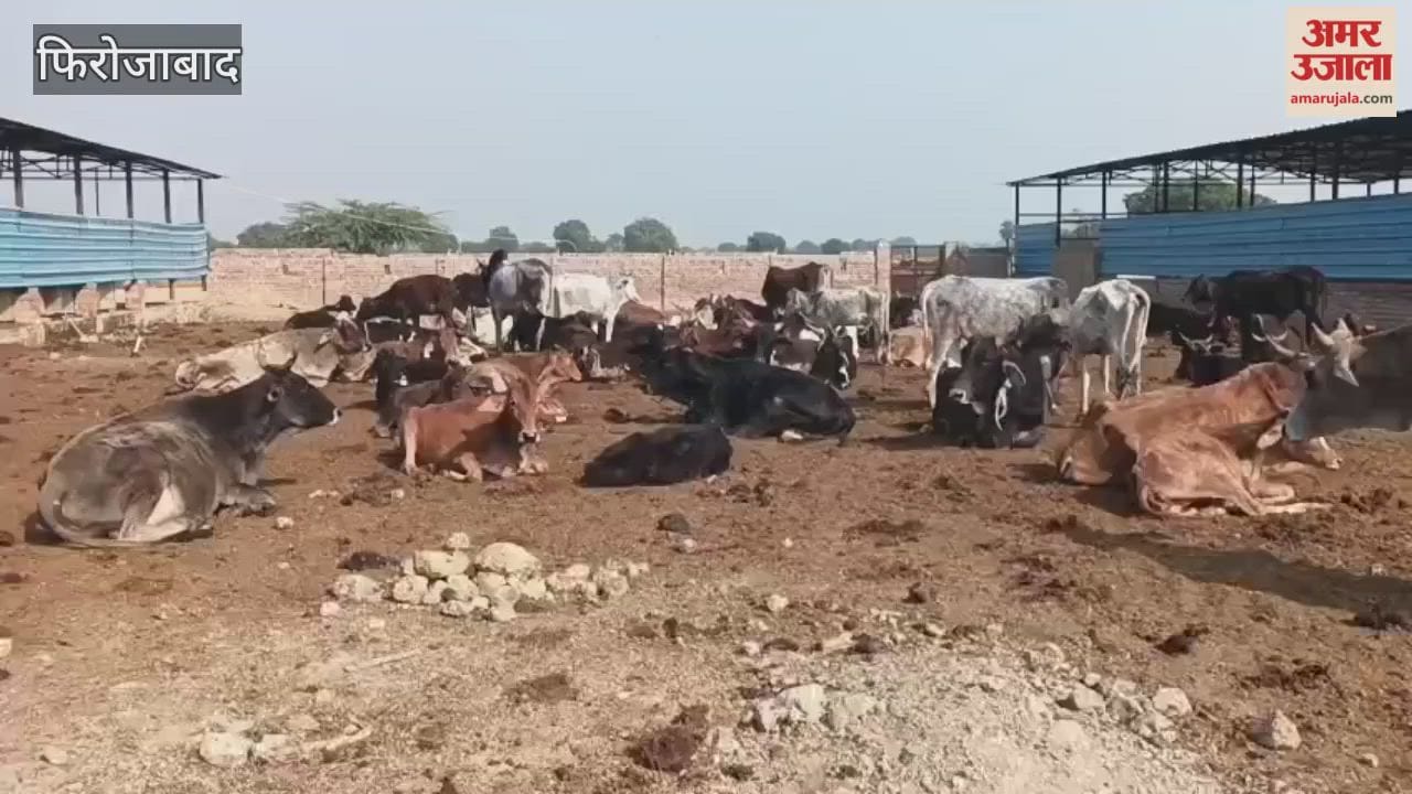 Cows in Shekhanpur Gaushala Fed Dry Fodder in the Name of Green Fodder