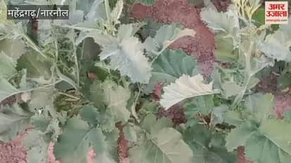 Temperature drops by 0.3 degrees Celsius in Narnaul, no rain expected for 10 days