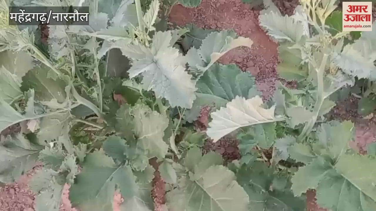 Temperature drops by 0.3 degrees Celsius in Narnaul, no rain expected for 10 days