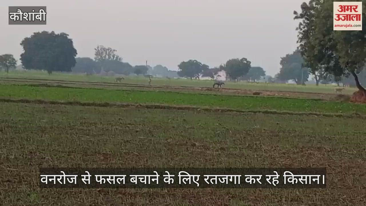 Farmers are staying awake all night to save their crops from the wild boar, yet their crops are being devastated.