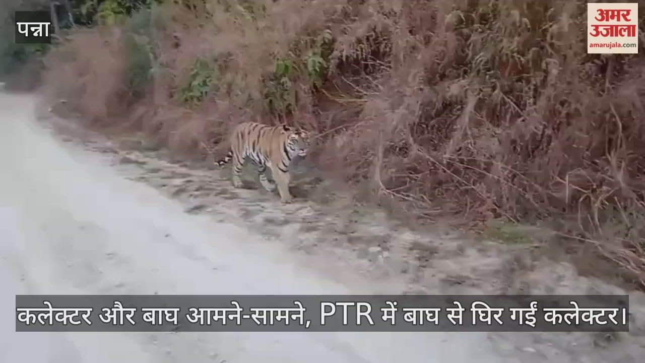 Collector and tiger face to face, collector surrounded by tiger in PTR.