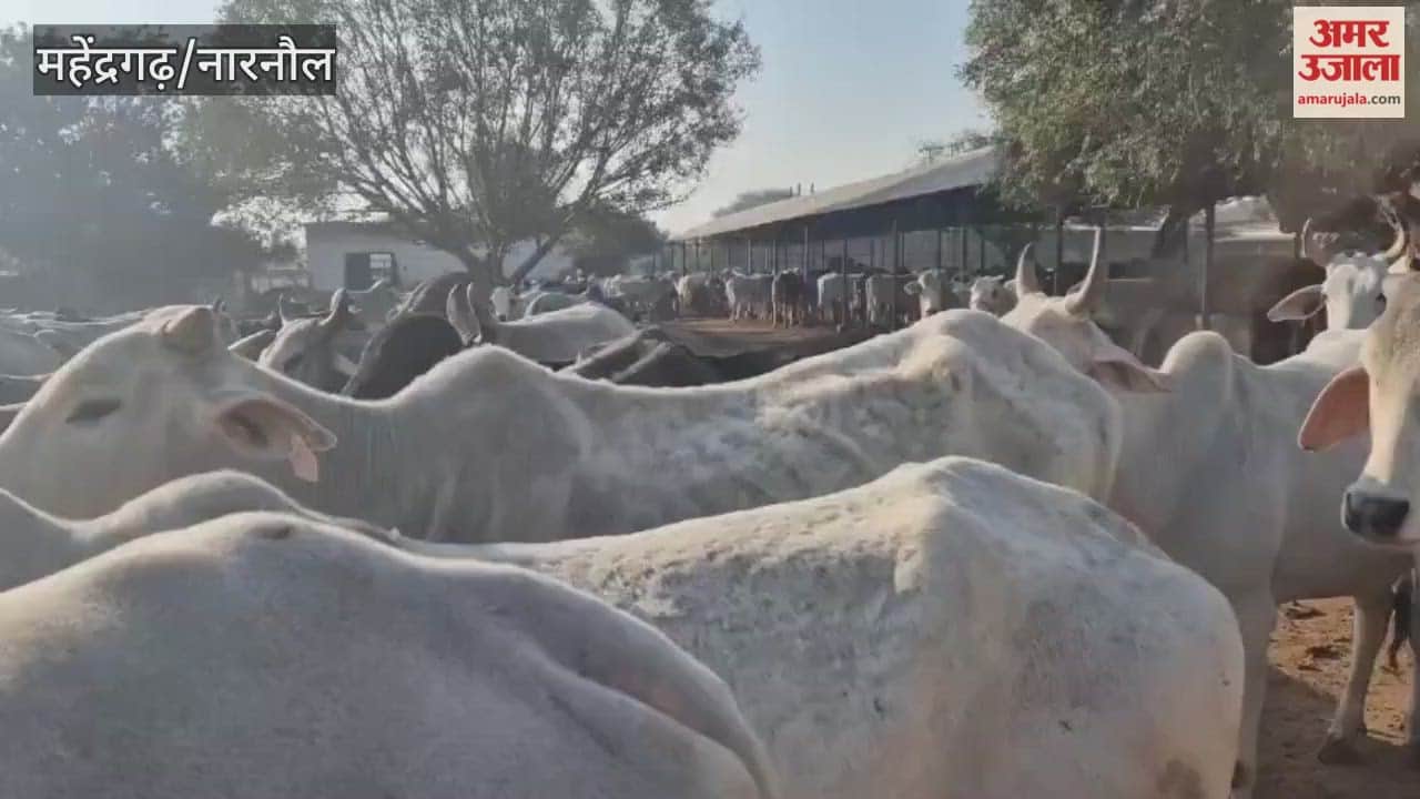 In Mahendragarh, Neelam Devi, a resident of Kanina, adopted 50 cows on her grandson's birthday and donated Rs. 2.51 lakh to the Shri Krishna Gaushala (cow shelter).