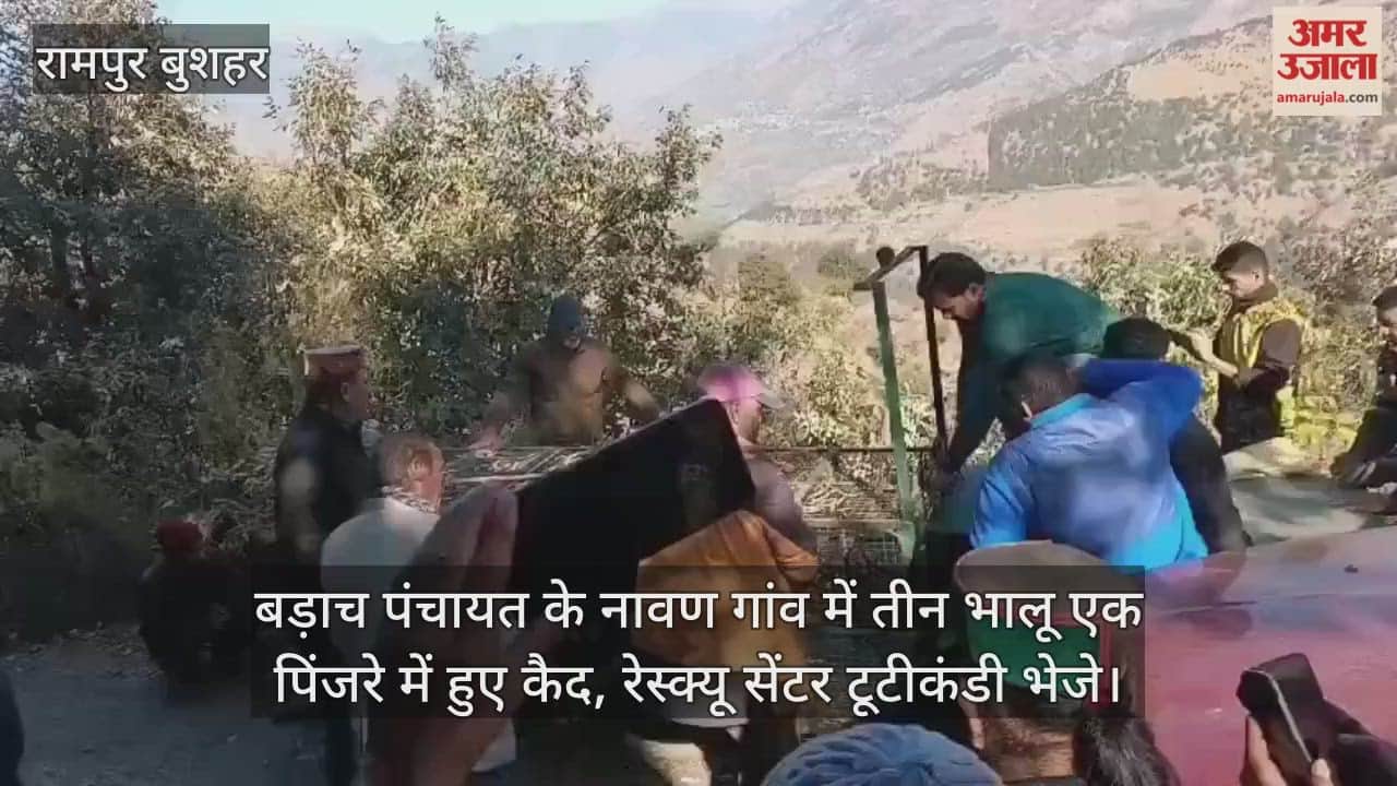 Three bears were captured in a cage in Navan village of Barach Panchayat and were sent to the rescue centre at Tutikandi.