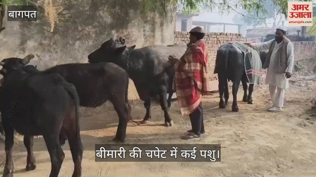 Foot and mouth disease has affected over a hundred animals in Gauna village, resulting in the loss of milk.