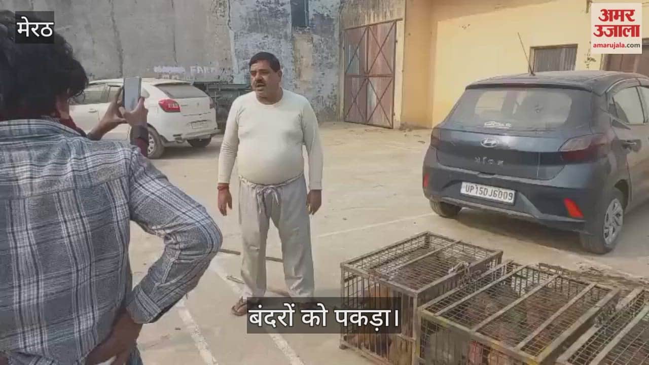 Monkey catching operation underway in Hastinapur, over 300 monkeys caught in two days