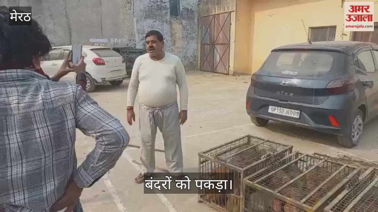 Monkey catching operation underway in Hastinapur, over 300 monkeys caught in two days