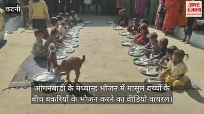 Katni News: Goats are eating the midday meal along with children at the Anganwadi center.