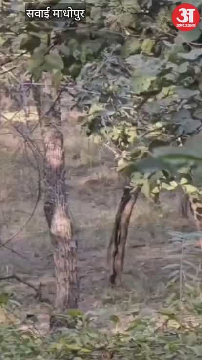 Sawai Madhopur News: Tigress T2307's fourth cub has been spotted in Ranthambore, monitoring increased