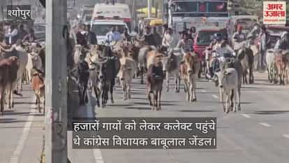 Sheopur News: MLA arrives at the collectorate with a thousand cows.