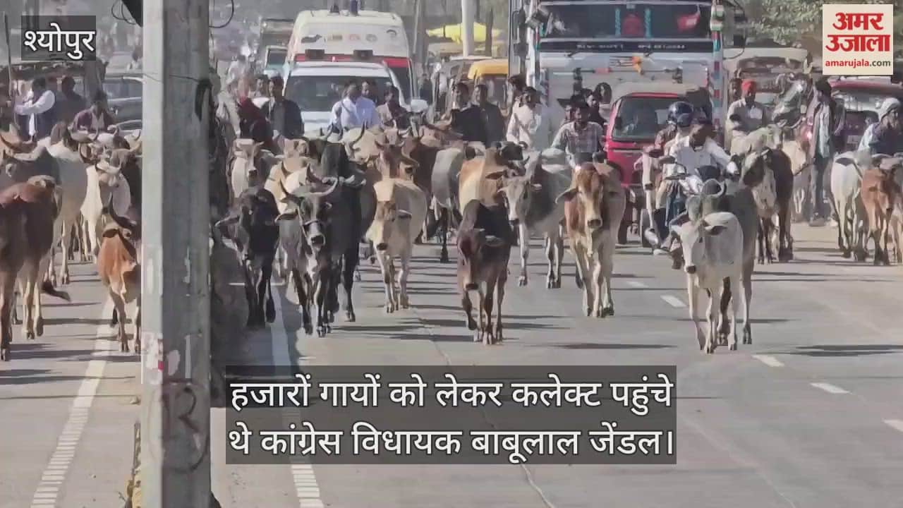 Sheopur News: MLA arrives at the collectorate with a thousand cows.