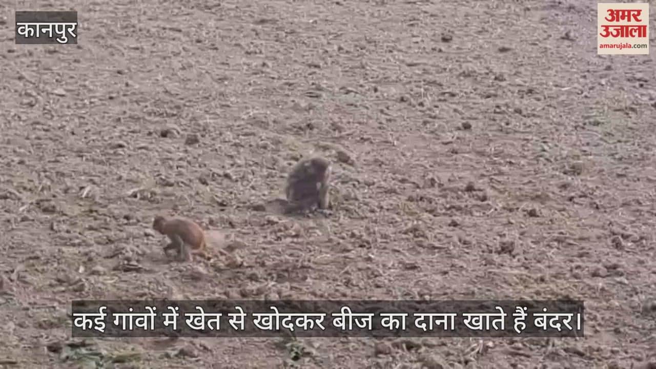 कानपुर: वनरोज और छुट्टा मवेशियों के बाद किसानों के लिए बंदर बने नई आफत