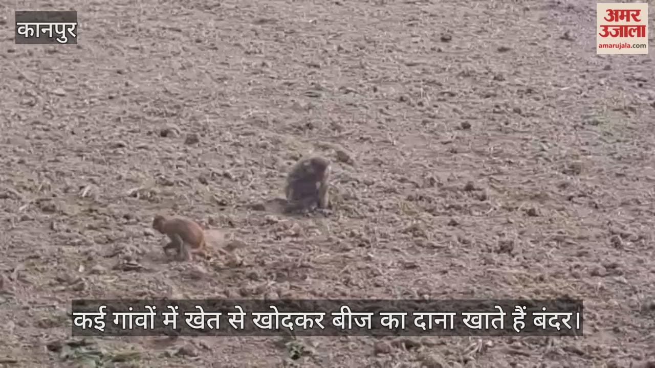 कानपुर: वनरोज और छुट्टा मवेशियों के बाद किसानों के लिए बंदर बने नई आफत