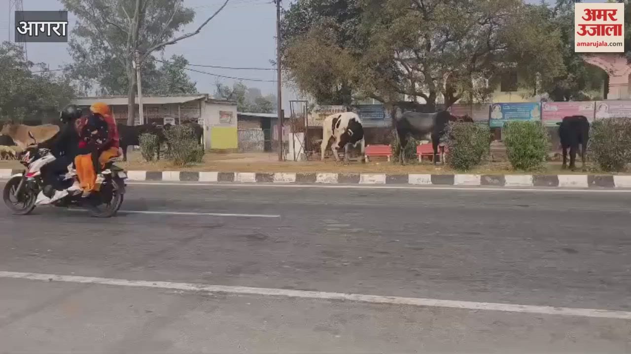 fear of accidents due to stray cattle on Agra-Jaipur highway