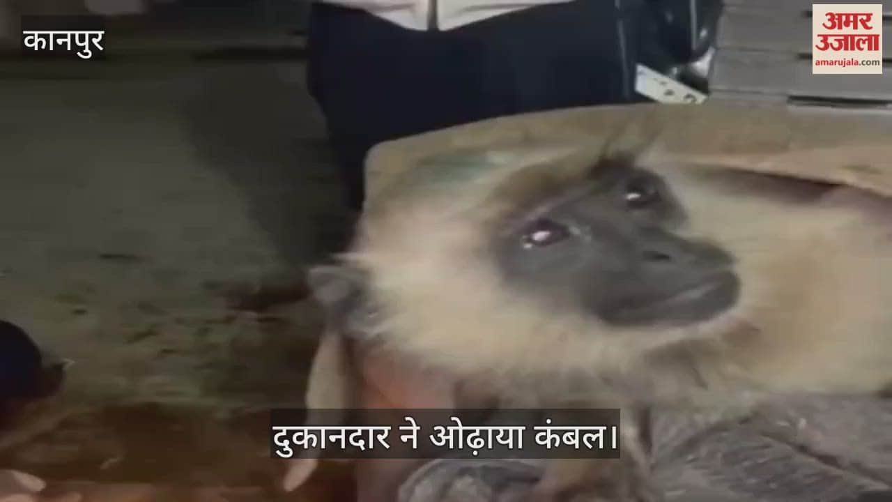 कानपुर: भीतरगांव में कंपकंपा लंगूर होटल की जलती भट्टी किनारे पहुंच