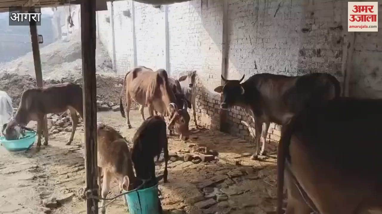 Shri Shyam Sankirtan Mahotsav  Begins with Gau Seva and Gau Daan