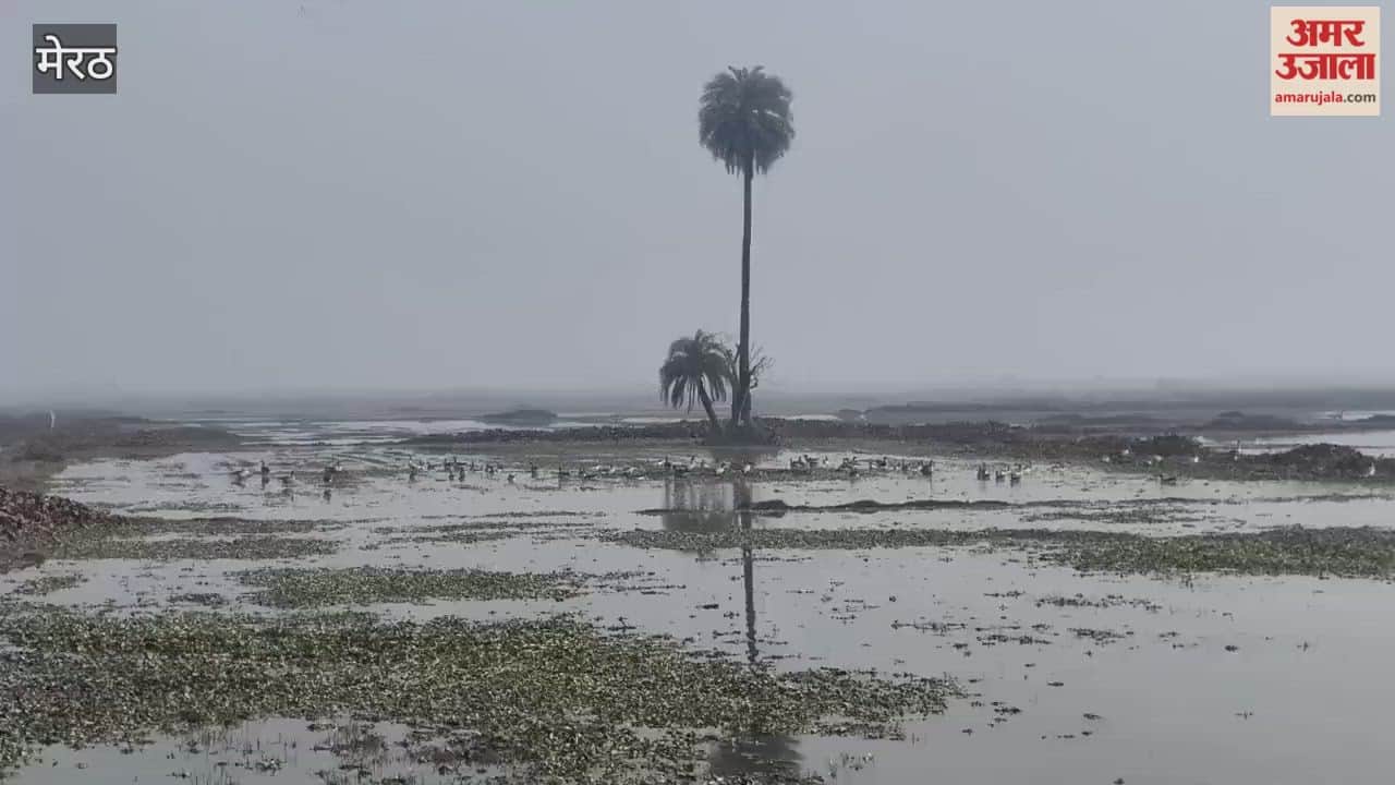 Meerut: Migratory birds frolicking in the wetland of the forest sanctuary area