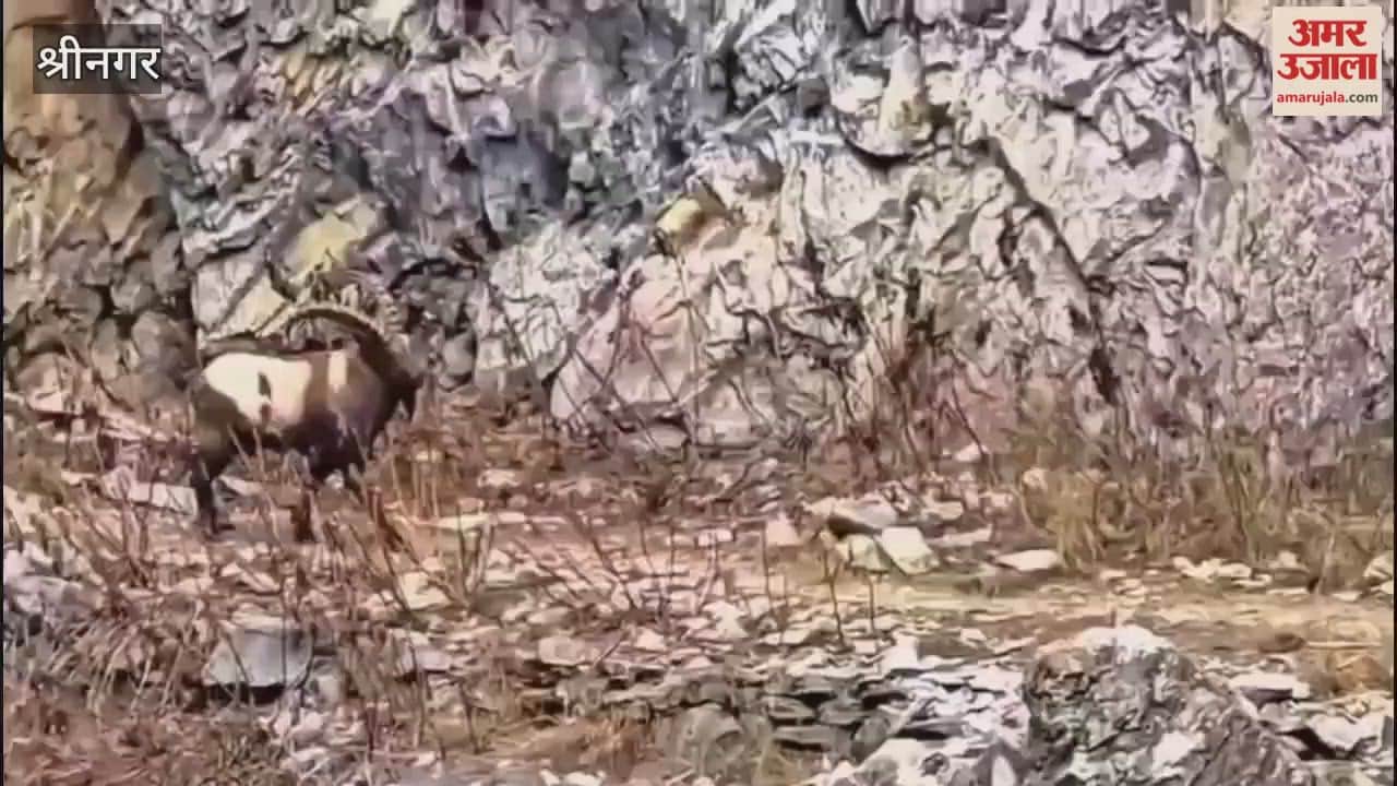Himalayan Ibex Sighted in Gurez Valley, animals seen in groups regularly during winters: Wildlife Officials