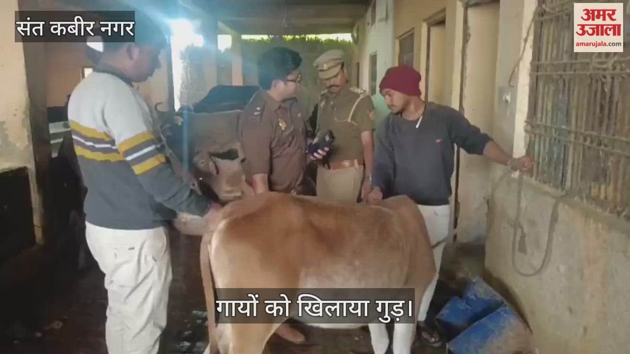 SP Sandeep Meena visited the Kanha Gaushala in Maghar and fed jaggery to the cows.
