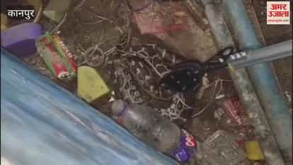 Python found in engineering college, rescued safely by snake rescuer