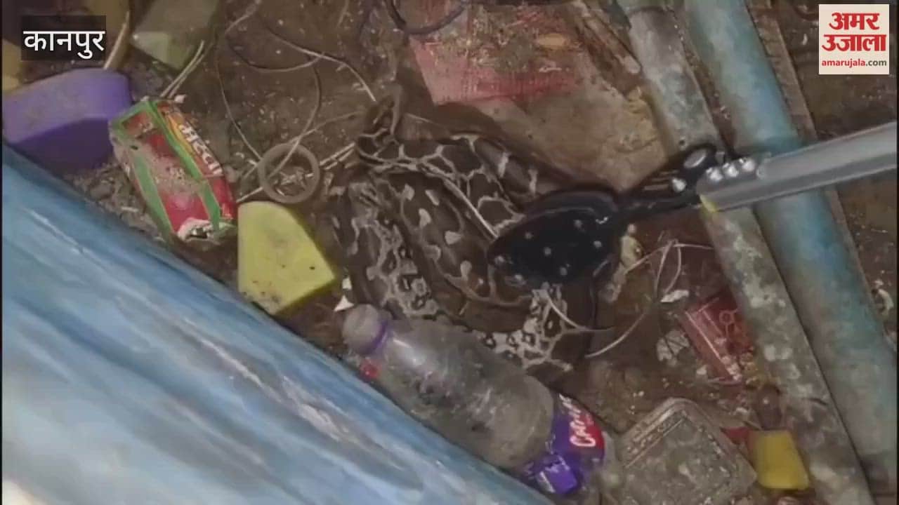 Python found in engineering college, rescued safely by snake rescuer