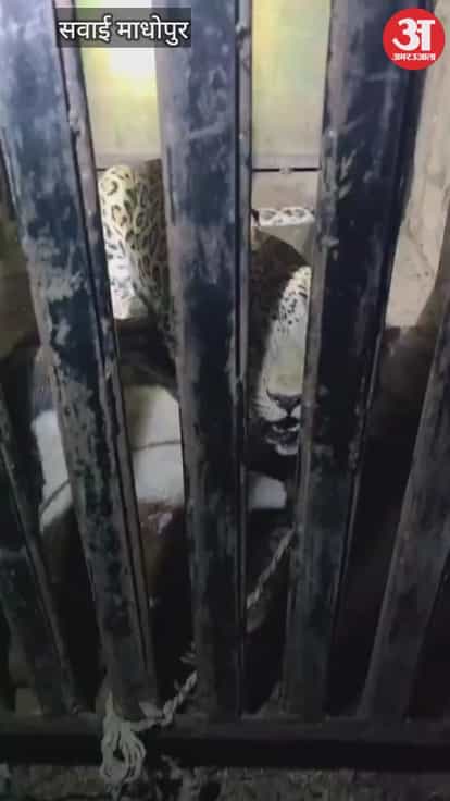 Sawai Madhopur: After child death in Ranthambore ferocious leopard trapped in cage released into another area