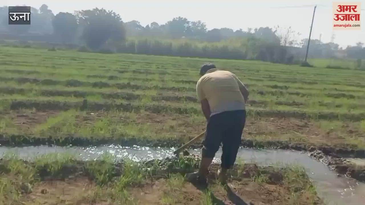 Una Farmers are in distress due to the lack of rain the drought has severely impacted the wheat crop