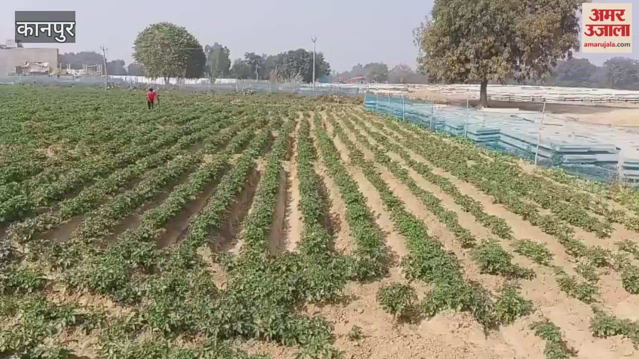 Frost to damage potato crop, farmers worried