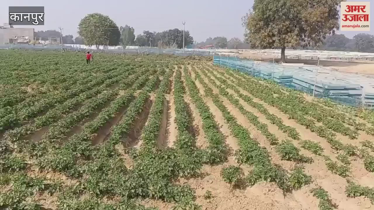 Frost to damage potato crop, farmers worried