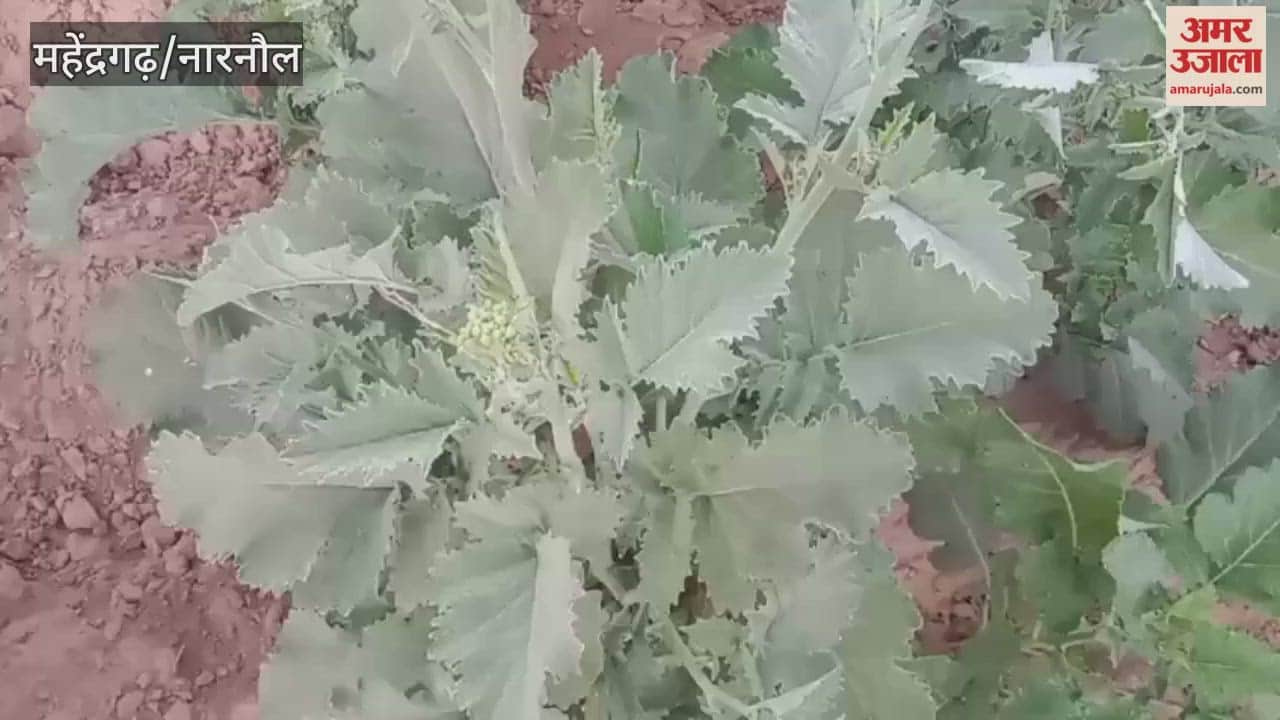 No fog was observed in Narnaul after two days; the weather remained clear