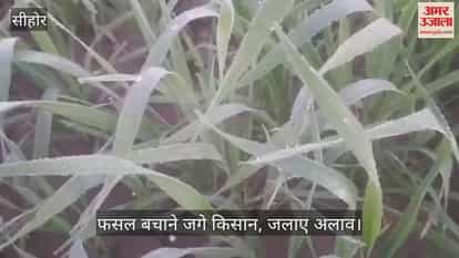 Sehore news: Sehore shivers at 4.3°C as dense fog and frost grip life, farmers struggle to save crops
