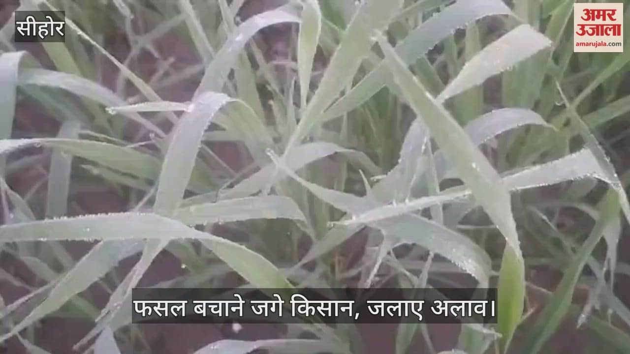 Sehore news: Sehore shivers at 4.3°C as dense fog and frost grip life, farmers struggle to save crops