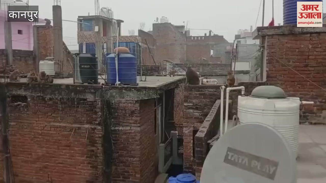 Kanpur: Monkeys terrorize Mandhana, residents distressed