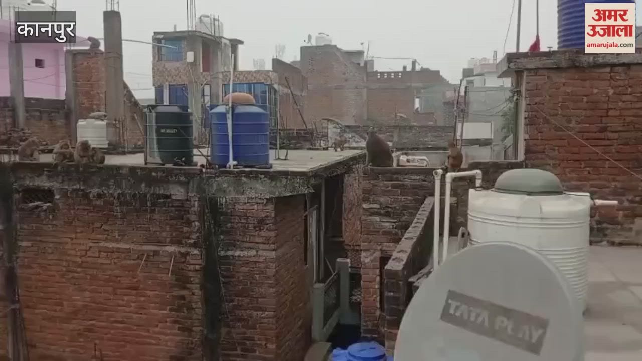 Kanpur: Monkeys terrorize Mandhana, residents distressed
