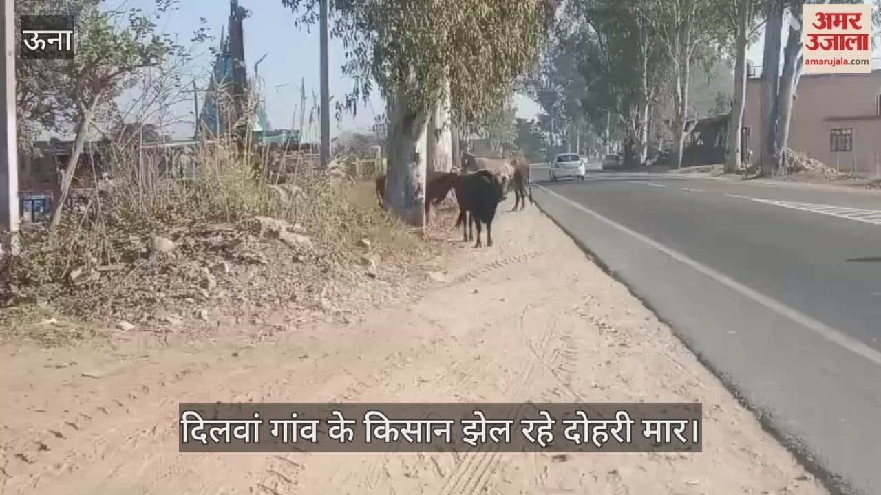 Farmers in Dilwan village are facing a double whammy; stray animals and erratic weather conditions