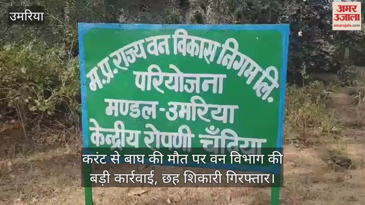 Tiger Electrocuted in Umaria, Forest Department Arrests Six Accused