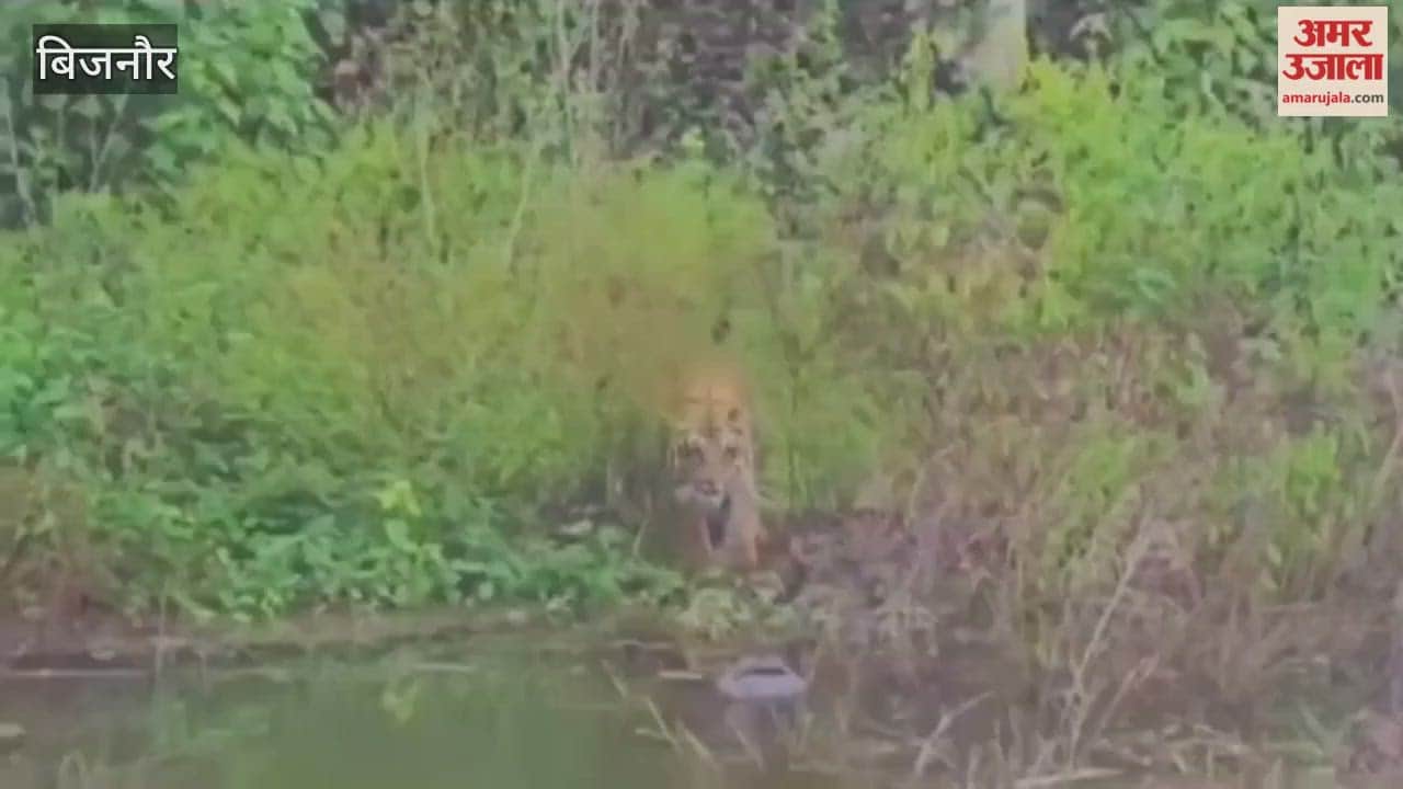 Corbett: A tiger clashed with a crocodile on the banks of the Ramganga river