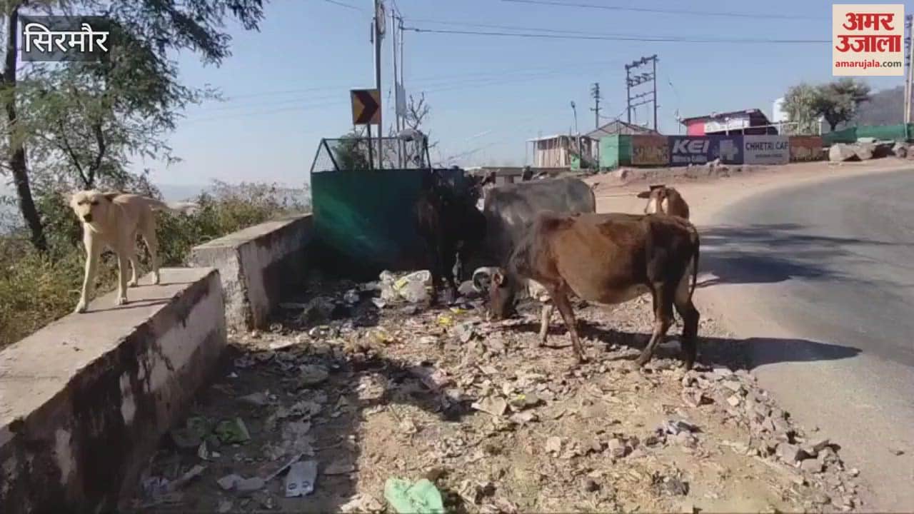 Sirmour Animals are rummaging through the garbage lying outside the dustbin