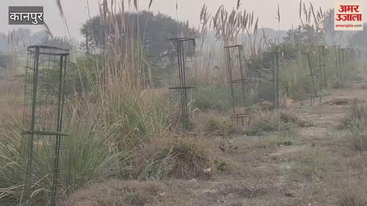 department forgot to plant saplings inside the tree guard, all dried up
